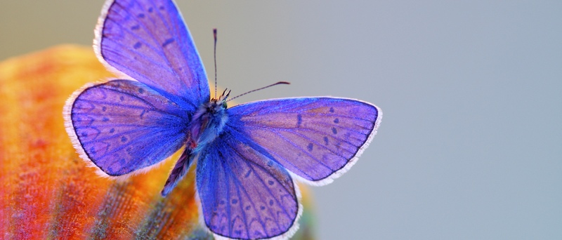 Все о бабочках в Майкопе | ЗооТом портал о животных