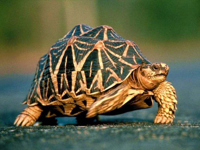 Все о черепахах в Майкопе | ЗооТом портал о животных
