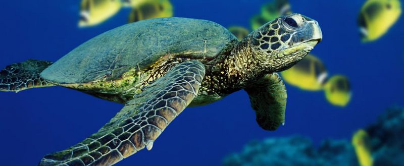 Все о черепахах в Майкопе | ЗооТом портал о животных