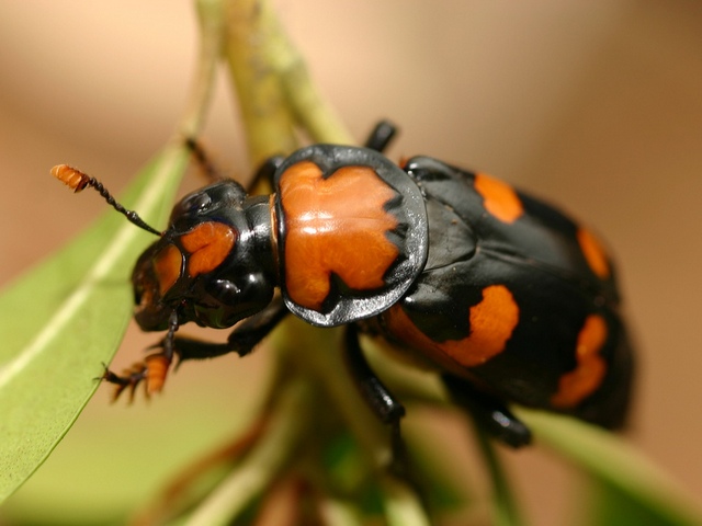 Все о жуках в Майкопе | ЗооТом портал о животных