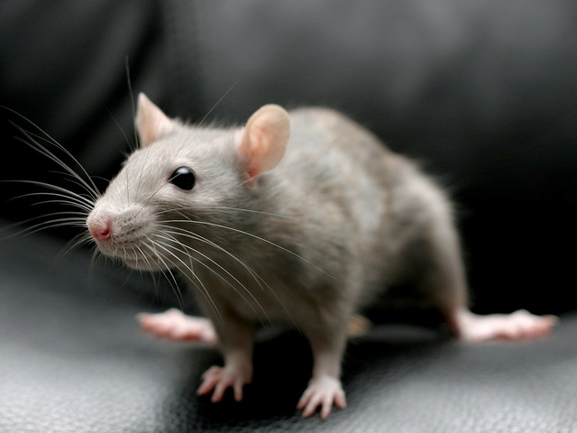 Все о крысах в Майкопе | ЗооТом портал о животных