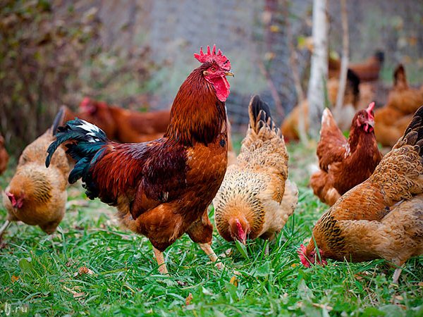 Породы куриц | ЗооТом - продажа, вязка и услуги для животных в Майкопе