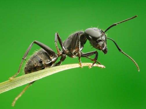 Все о муравьях в Майкопе | ЗооТом портал о животных