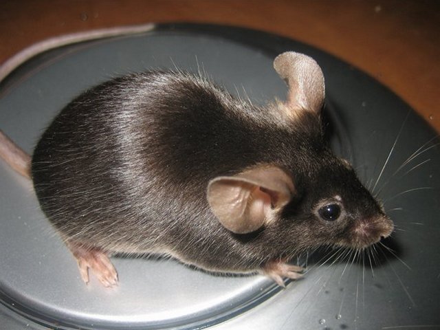 Все о мышах в Майкопе | ЗооТом - продажа, вязка и услуги для животных в Майкопе