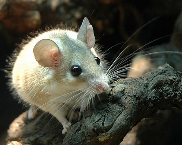 Все о мышах в Майкопе | ЗооТом - продажа, вязка и услуги для животных в Майкопе