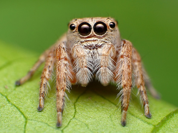 Все о пауках в Майкопе | ЗооТом портал о животных
