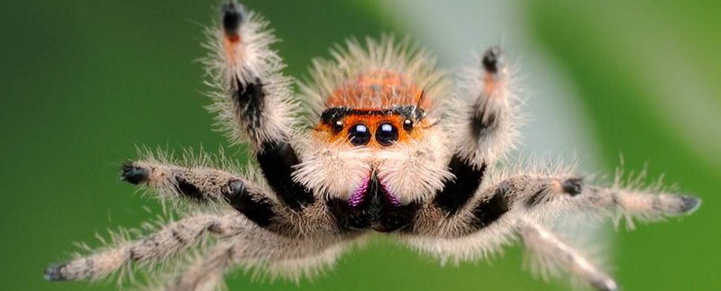 Все о пауках в Майкопе | ЗооТом портал о животных