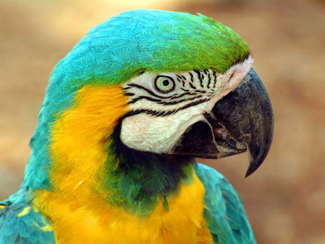 Все о попугаях в Майкопе | ЗооТом портал о животных