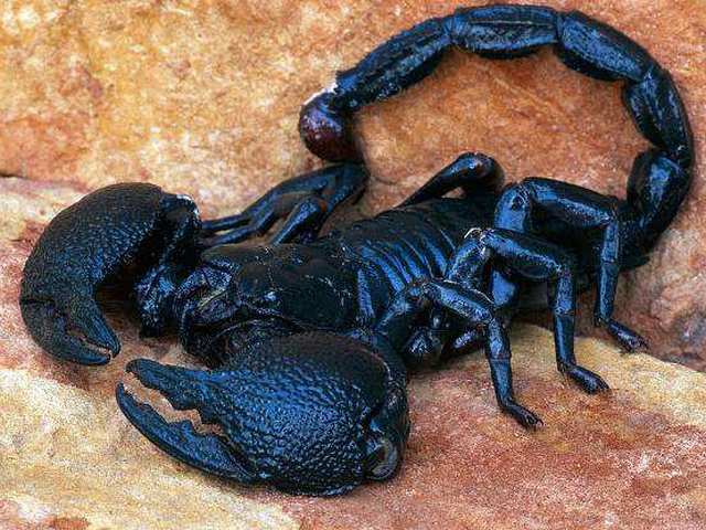 Все о скорпионах в Майкопе | ЗооТом портал о животных