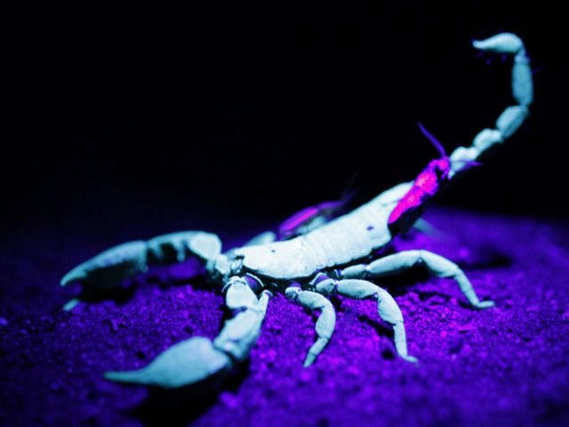 Все о скорпионах в Майкопе | ЗооТом портал о животных