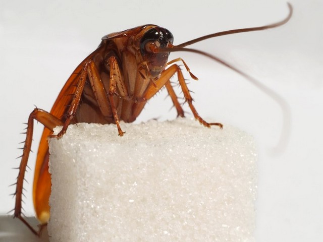Все о тараканах в Майкопе | ЗооТом портал о животных