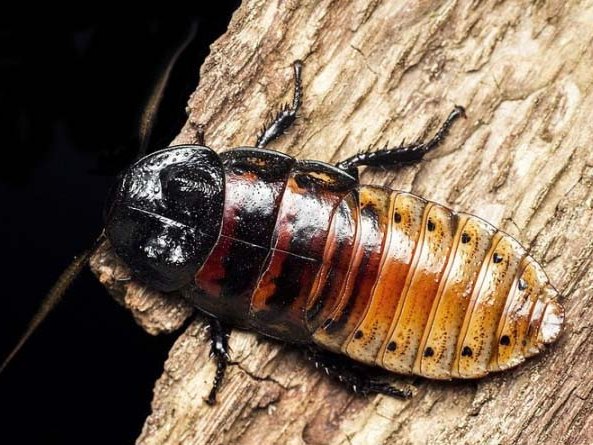 Все о тараканах в Майкопе | ЗооТом портал о животных