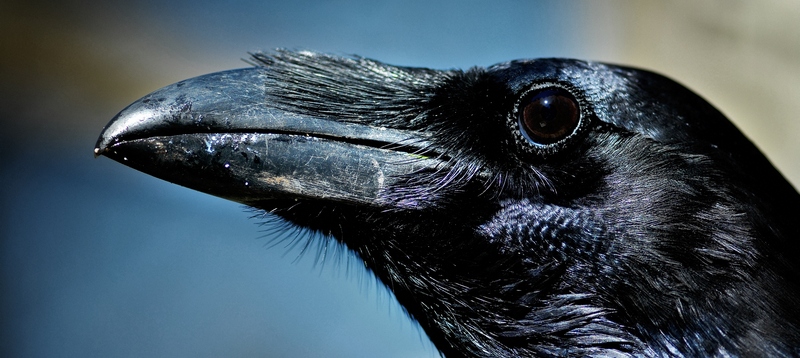 Все о воронах в Майкопе | ЗооТом портал о животных