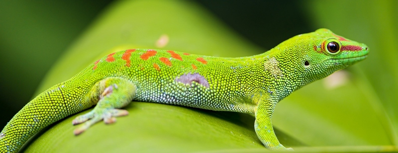 Все о гекконах в Майкопе | ЗооТом портал о животных