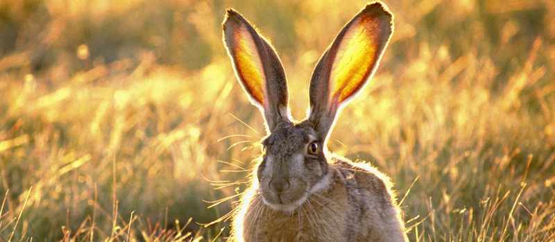 Все о зайцах | ЗооТом - продажа, вязка и услуги для животных в Майкопе
