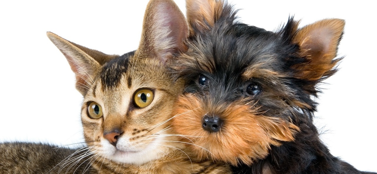 Доска объявлений о животных | ЗооТом - продажа, вязка и услуги для животных в Майкопе