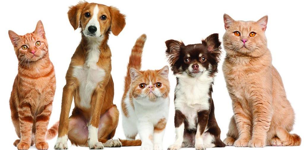 Доска объявлений о животных | ЗооТом - продажа, вязка и услуги для животных в Майкопе