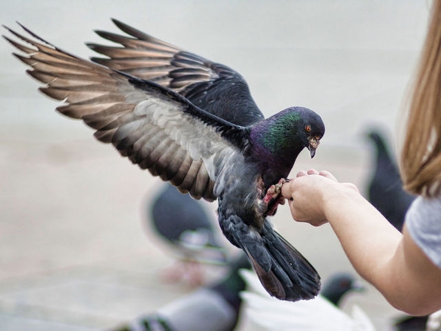 Все о голубях | ЗооТом - продажа, вязка и услуги для животных в Майкопе