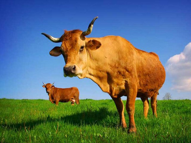 Все о коровах в Майкопе | ЗооТом портал о животных