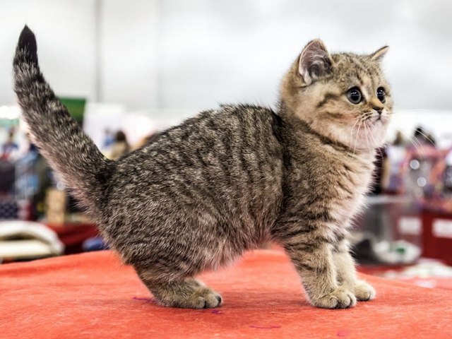 Породы кошек в Майкопе | ЗооТом портал о животных