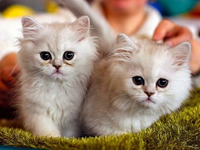 Породы кошек в Майкопе | ЗооТом портал о животных