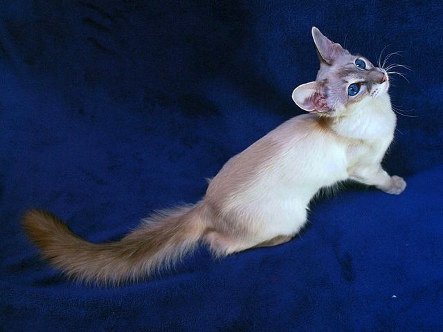 Выведенные породы кошек в Майкопе | ЗооТом портал о животных