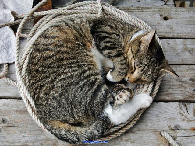 Все о кошках в Майкопе | ЗооТом портал о животных