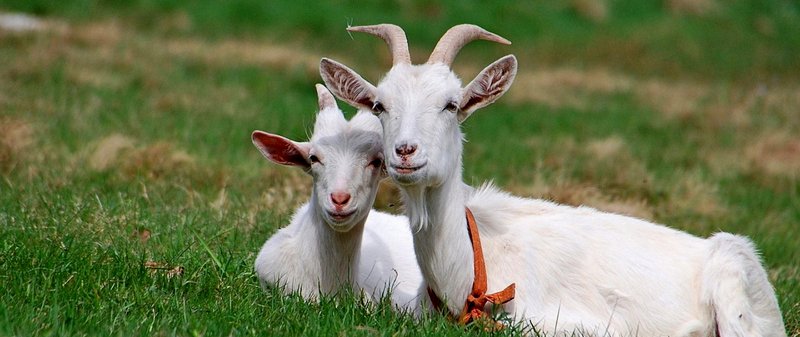 Все о козах в Майкопе | ЗооТом портал о животных