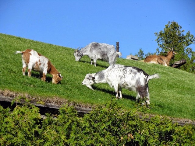 Все о козах в Майкопе | ЗооТом портал о животных