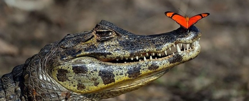 Все о крокодилах в Майкопе | ЗооТом портал о животных