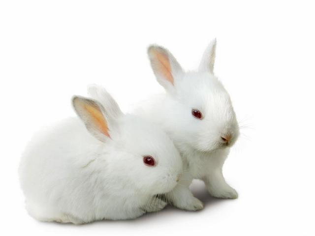 Все о кроликах в Майкопе | ЗооТом портал о животных