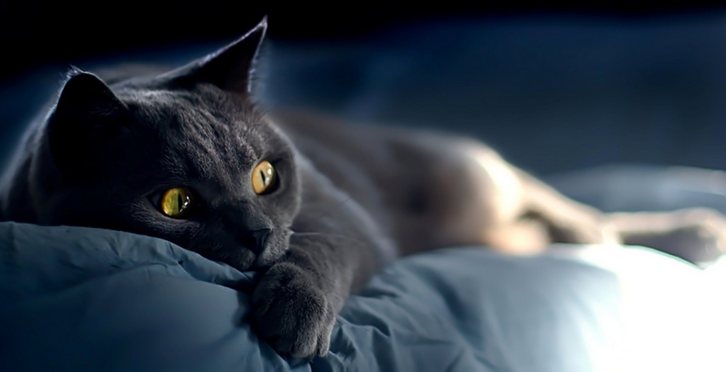 Объявления о кошках | ЗооТом - продажа, вязка и услуги для животных в Майкопе