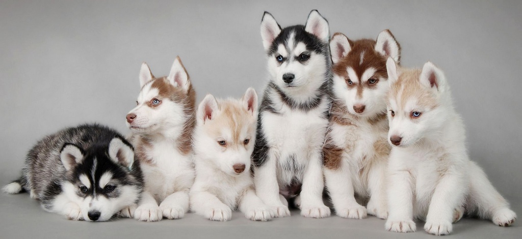 Объявления о собаках | ЗооТом - продажа, вязка и услуги для животных в Майкопе