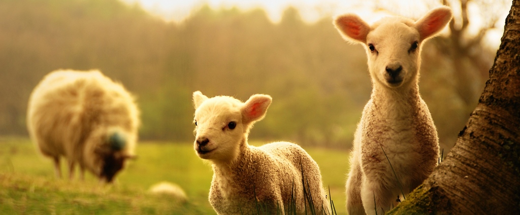 Объявления о сельскохозяйственных животных | ЗооТом - продажа, вязка и услуги для животных в Майкопе