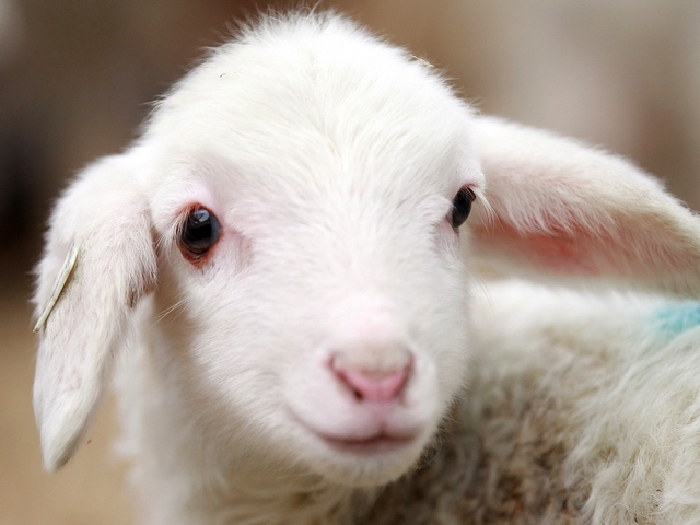 Овцы и бараны в Майкопе | ЗооТом портал о животных