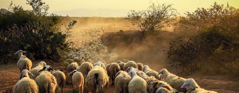 Все об овцах в Майкопе | ЗооТом портал о животных