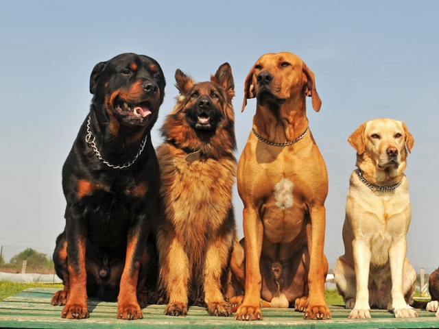 Крупные породы собак в Майкопе | ЗооТом портал о животных