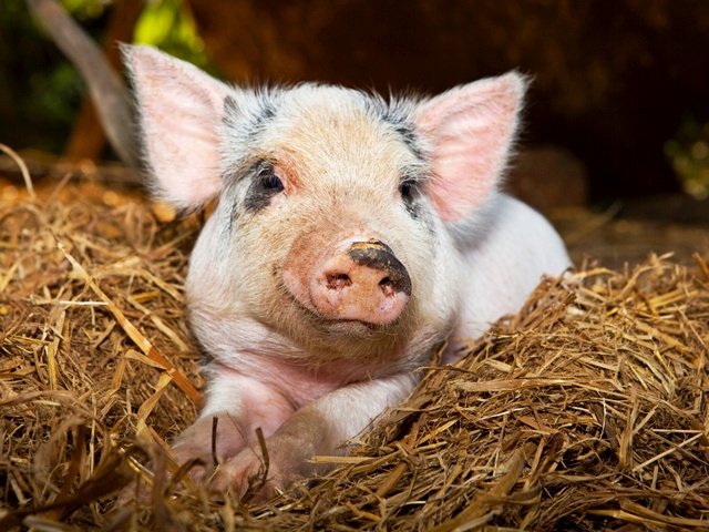 Все о свиньях в Майкопе | ЗооТом портал о животных