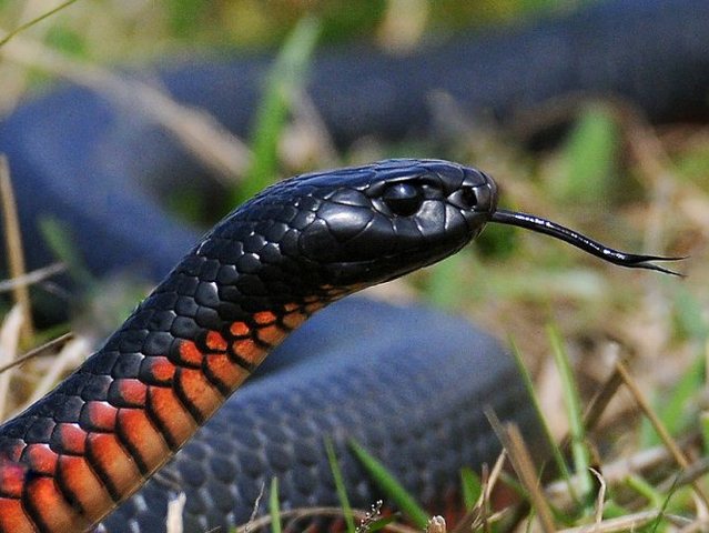 Все о змеях в Майкопе | ЗооТом портал о животных
